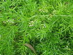 Sprengeri Asparagus Fern